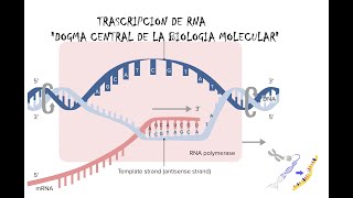 Transcripción de RNA Dogma central de la biologia molecular [upl. by Nahshunn]