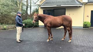 Australia at Coolmore [upl. by Emelda]