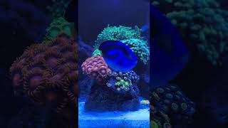 Budget reef tank with upgraded light Nicrew hyper reef 150 Tremendous power amp coverage [upl. by Secnarf]