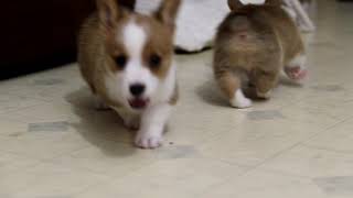 Fun amp Playful Corgi Puppies [upl. by Neimad]