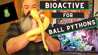 Bioactive Ball Python Setup how to make it successful [upl. by Yi]