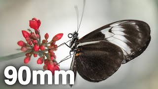 Sony 90mm f28 Macro with Butterfly photo examples [upl. by Kciredec]