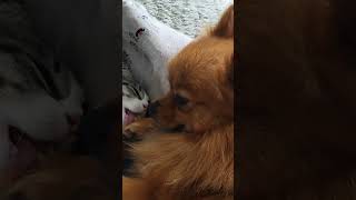 Vanille et Tora amour de chien et chat cutecat cat spitzdog pomeranian love calin passion [upl. by Gonnella]