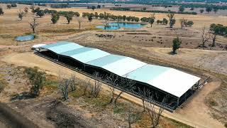 Long Gully feedlots journey to adding shedding for cattle [upl. by Waters]