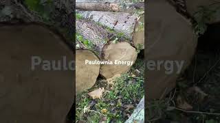 Paulownia Energy Wood [upl. by Xed]