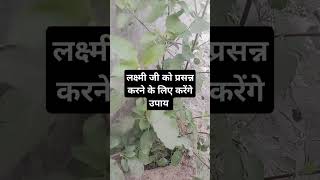 लक्ष्मी जी को प्रसन्न करने के लिएpanditpradeepjimishra upay shortvideo [upl. by Boonie743]