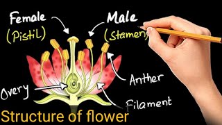 Structure of flower Structure of flower class 12Structure of flower class 12th physics wallah [upl. by Otanod]