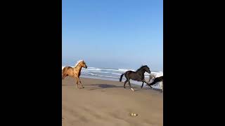 Majestic Horseback Riding on Essaouira Beach Morocco  EssaouiraBeach CoastalBeauty [upl. by Yedarb]