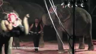 Out of Control  Abused Elephants Fighting in US Circus [upl. by Duomham]