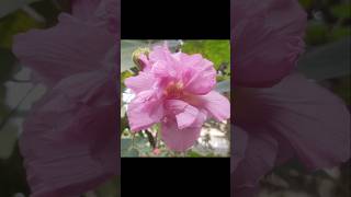 Day to night colour change in Haviscus flower [upl. by Caughey39]