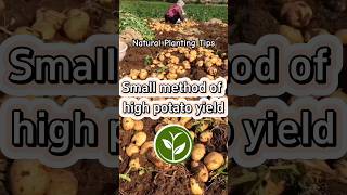 Small method of high potato yield shortvideo youtubeshorts plants farming howto viralvideo [upl. by Pedaiah]