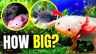 Axolotl Tank Size What You NEED To Know [upl. by Krasner]