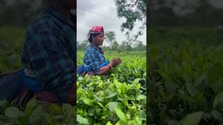 Tea girl plucking tea leaves at Tocklai Tea Estate Jorhat tea teagarden jorhat assam [upl. by Awe]