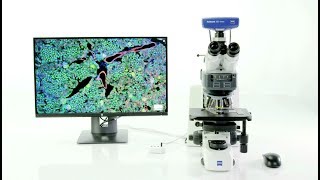 Howto Multichannel Fluorescence Imaging Automatic Exposure  ZEISS Axioscope 5 [upl. by Lyns]