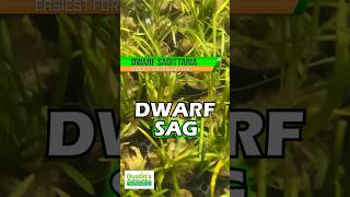 DWARF SAGITTARIA SUBULATA EASIEST FOREGROUND PLANT FOR SALE [upl. by Lateh]