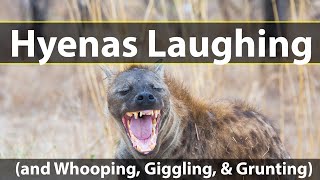 Hyenas laughing and whooping giggling and grunting [upl. by Fabio]