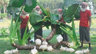 Giant Taro Mashed Gravy Recipe  Chicken Mixed Big Maan Kochu Curry Cooking by Grandpa [upl. by Einiffit]