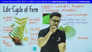 Life Cycle of Pteridophytes Fern Dryopteris  Plant Kingdom  Class 11 NEET Biology  Wamiq Sir [upl. by Nerdna]