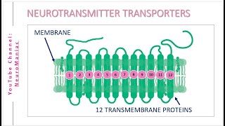 DRUG TARGETS NEUROTRANSMITTER TRANSPORTERS  SLC6 SLC1 SLC18 SLC17 SLC32 GENE FAMILY [upl. by Kariotta]