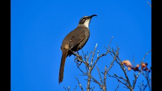 California Curve  Billed Thrasher Bird Song Bird Call Bird Singing Bird Sounds Bird Chirping [upl. by Nohsal683]