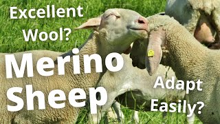 WOOL MASTER THE MERINO SHEEP [upl. by Byrn878]