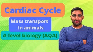 Cardiac Cycle  Alevel Biology [upl. by Tymothy]