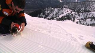 Canadian Avalanche Rescue Cat Association [upl. by Londoner]