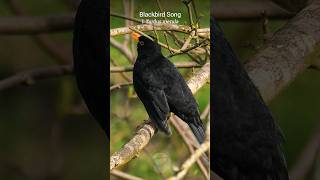 The Blackbird song is a natural treasure shorts [upl. by Boggers373]