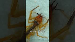 Exploring the world of Solifugae camel spiders animals shorts [upl. by Calhoun]