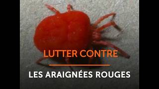 Lutter contre les araignées rouges [upl. by Sheehan]