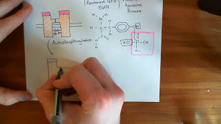 The Growth Factor Recptor and MAPK  ERK Pathway Part 1 [upl. by Sheff966]