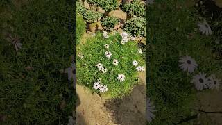 Brachyscome flower shorts shortsfeed viralshortreels shortvideos aa trendingshorts flowers [upl. by Malarkey751]