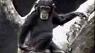 chango gracioso  funny nasty monkey [upl. by Jet]