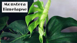 Monstera Deliciosa Growth Timelapse｜35 days｜龟背竹延时｜从发芽到新叶开背展开 [upl. by Eckart251]