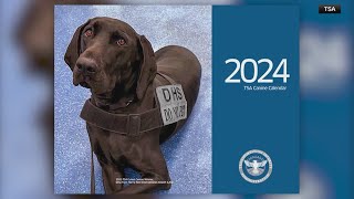 TSA highlights furry employees in 2024 Canine Calendar [upl. by Portwin]