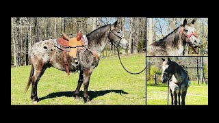 Grey Appaloosa Trail Gelding For Sale [upl. by Martino84]