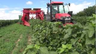 Kombajn VICTORZ black currant harvester  season 2012 [upl. by Davide635]