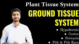 Plant Tissue System Part  2 GROUND TISSUE SYSTEM  Hypodermic  Cortex  Pericycle  Pith [upl. by Ettenil]