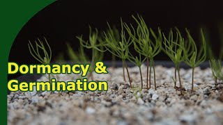 Tree seed germination methods [upl. by Ab]