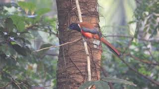 Malabar Trogon  Harpactes fasciatus [upl. by Anaujat]