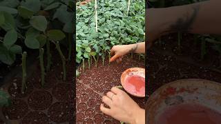 A wonderful technique for planting roses in the nursery [upl. by Stichter]