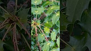 What Does Mahonia Look Like wildfood foraging [upl. by Akehsay743]