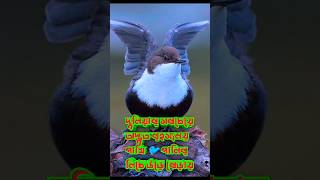 পানির নিচে উড়ে চলা পাখি Dipper Birds facts birds mtrfacts [upl. by Gayle]