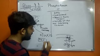 Phospholipase C  PLC beta  DiacylglycerolDAG  Inositol145triphosphate IP3 [upl. by Corrianne]