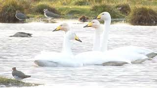 Whooper Swans Marshside RSPB 191022 [upl. by Aurelea944]