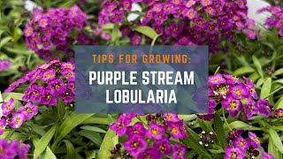 Gardening Tips for Growing Purple Stream Lobularia for Beginners [upl. by Conni]