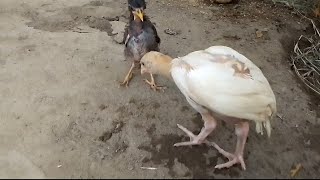 Aseel Chick Vs Common Myna [upl. by Josselyn]