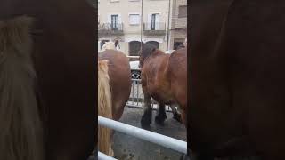 Alsasua 2024 Navarra PARTE 1🐎🔝 horse caballo [upl. by Ajssatan]