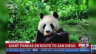 Eek Giant pandas arrive safely at San Diego Zoo from China [upl. by Cherida]