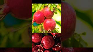 New Pomegranate tree Planting Methods to Harvesting more Pomegranate farming shorts satisfying [upl. by Allx]